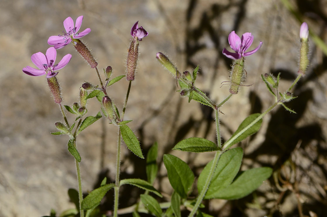 Saponaria ocymoides / Saponaria rossa